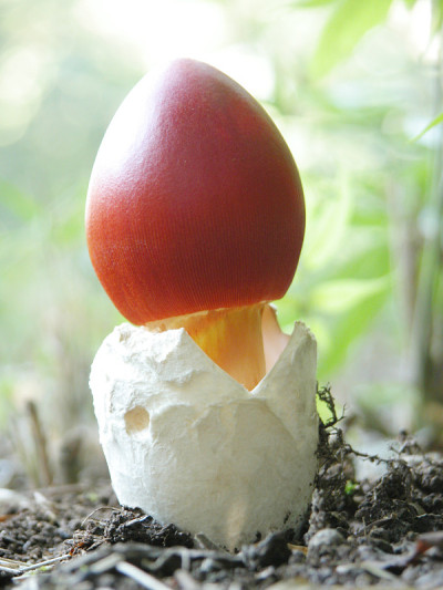 Amanita caesarea