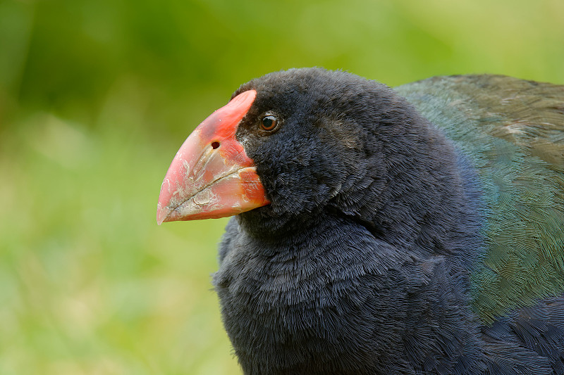 来自新西兰的Takahe - Porphyrio hochstetteri endemic母鸡