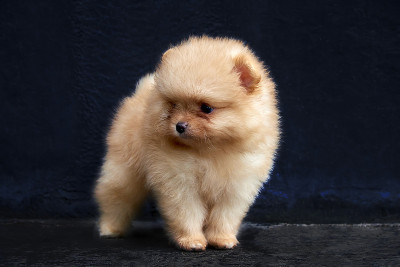 橙色的博美犬狗停留在黑色的背景