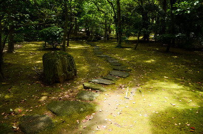 阳光透过嫩绿的树木，霞水公园(习志野，千叶，日本)