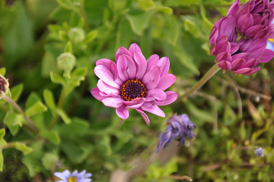 夏伊洛的春花