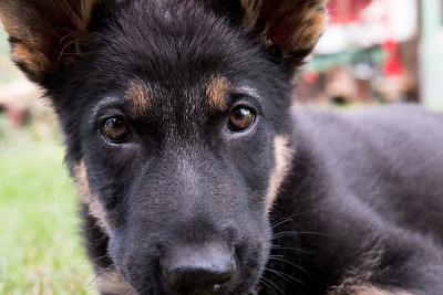 德国牧羊犬小狗的脸。
