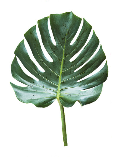美丽的叶蓬莱蕉