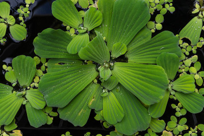浮萍属小水植物俯视图