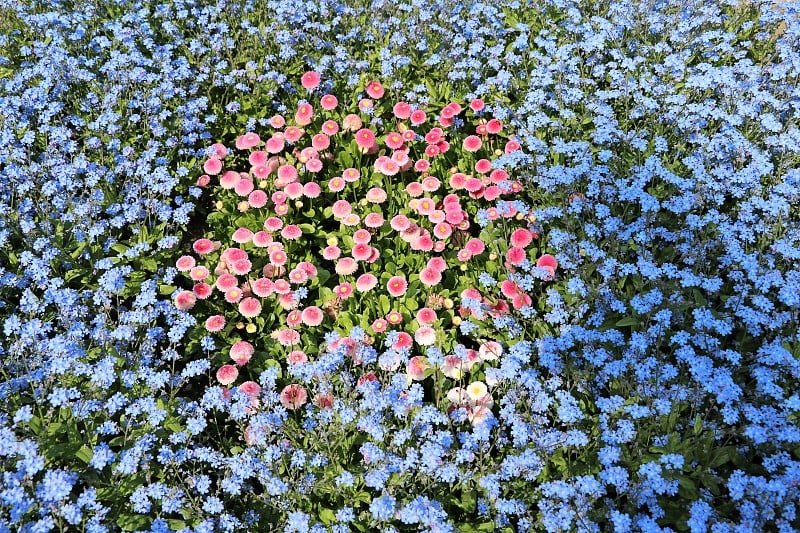 意大利科莫公园的花坛上有森林肌炎和雏菊罗伯罗伊