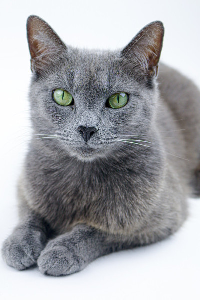 俄罗斯蓝猫工作室肖像