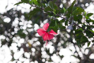 芙蓉
