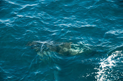 Long-finned Pilot Whales