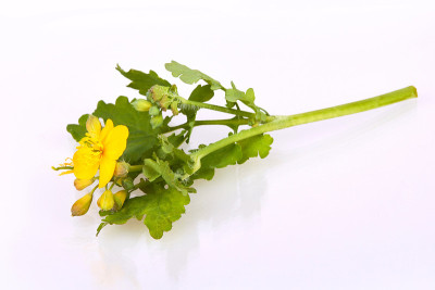 大白屈菜(白屈菜，燕尾草或白屈菜)花