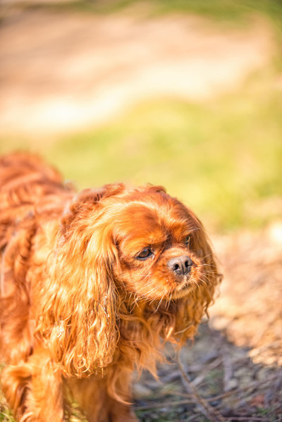 骑士国王查尔斯猎犬的雄性狗在鲁比