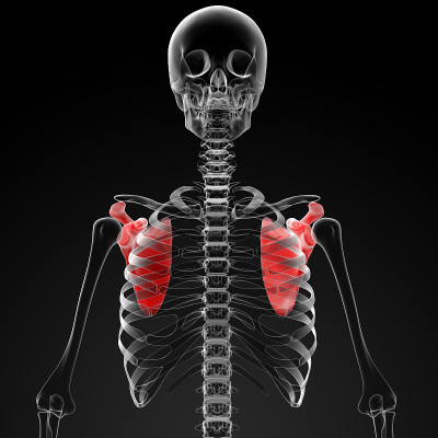 肩胛骨的3d渲染医学插图