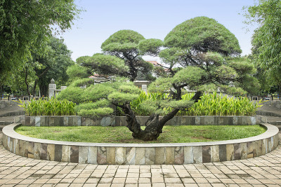 公园里的盆景树
