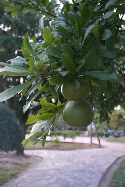 新月形葫芦树果实和树在热带花园Calebasse，木兰花科树上绿色圆。