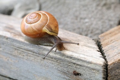 蜗牛