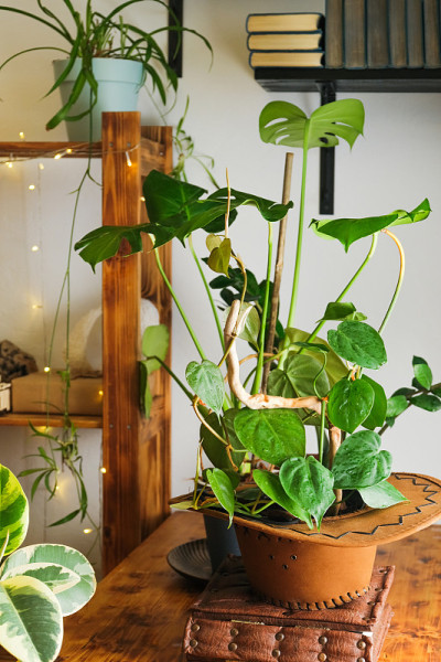 现代客厅的室内植物