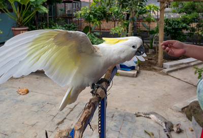 卡parrots