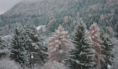 落叶松林里下雪了