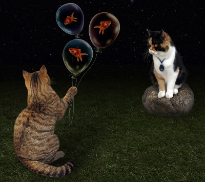 猫在约会