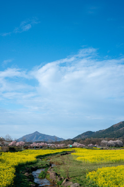 油菜花，樱花和一个美丽的公园