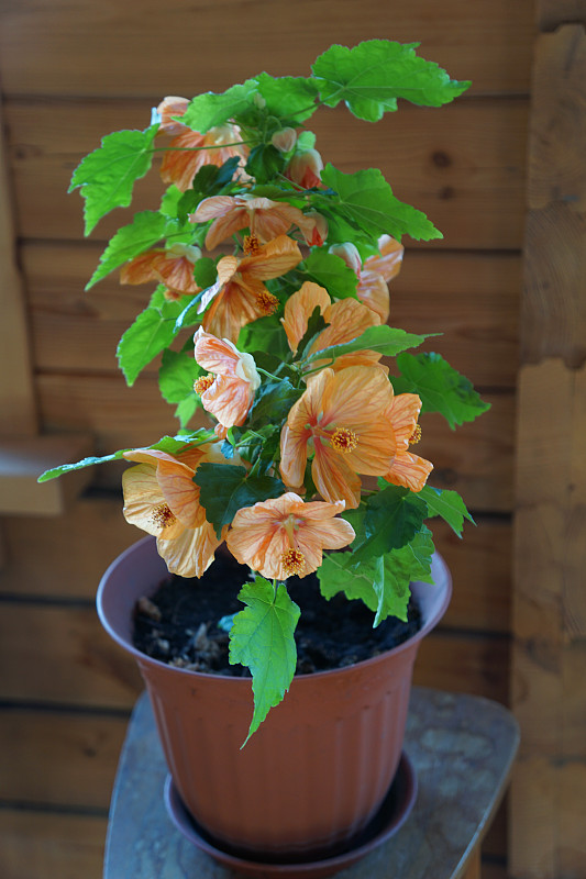 室内种植的苘麻Â«金丝雀birdÂ»花盆中有橙色的花。