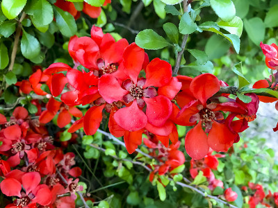 枝与花日本木瓜近。
