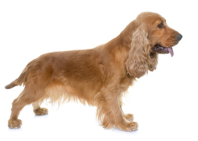 可卡犬