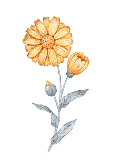 手绘水彩金盏花