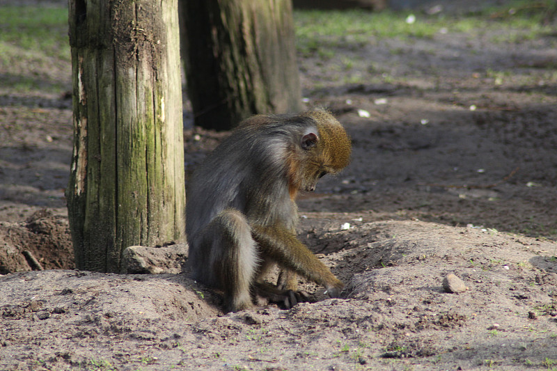 山魈(Mandrillus sphinx)
