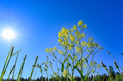 低视角的黄花和太阳