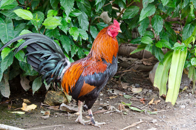 红Junglefowl
