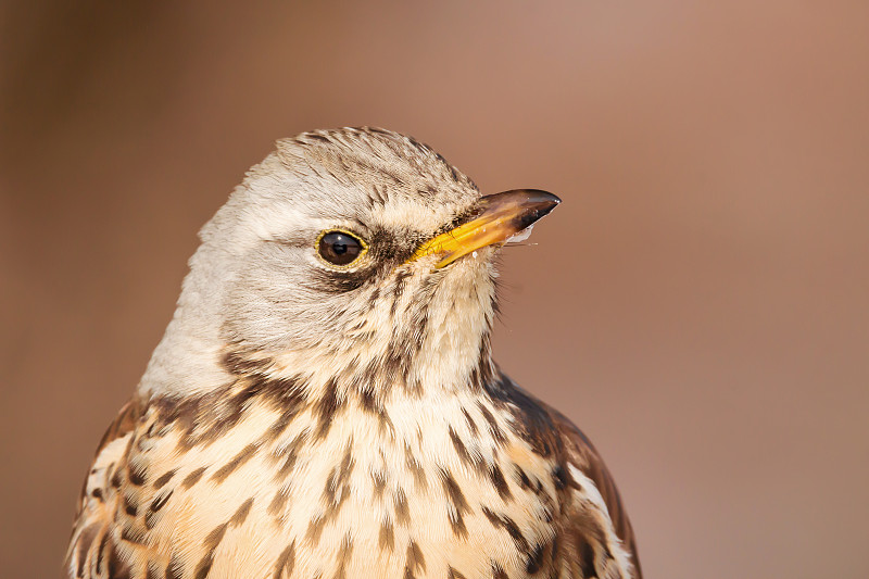 田野fare (Turdus pilaris)画眉鸟近距离