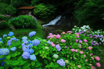 绣球花和水磨