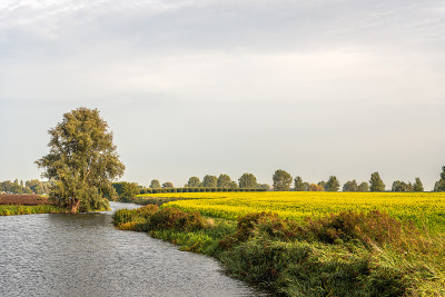 Yellow-flowering rapeseed in a Dutch field next to