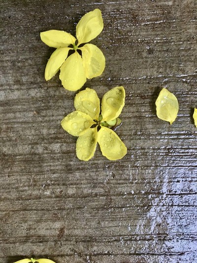 地板上的花