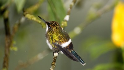 绿色thorntail蜂鸟