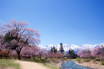 日本白马村大出公园的春景。