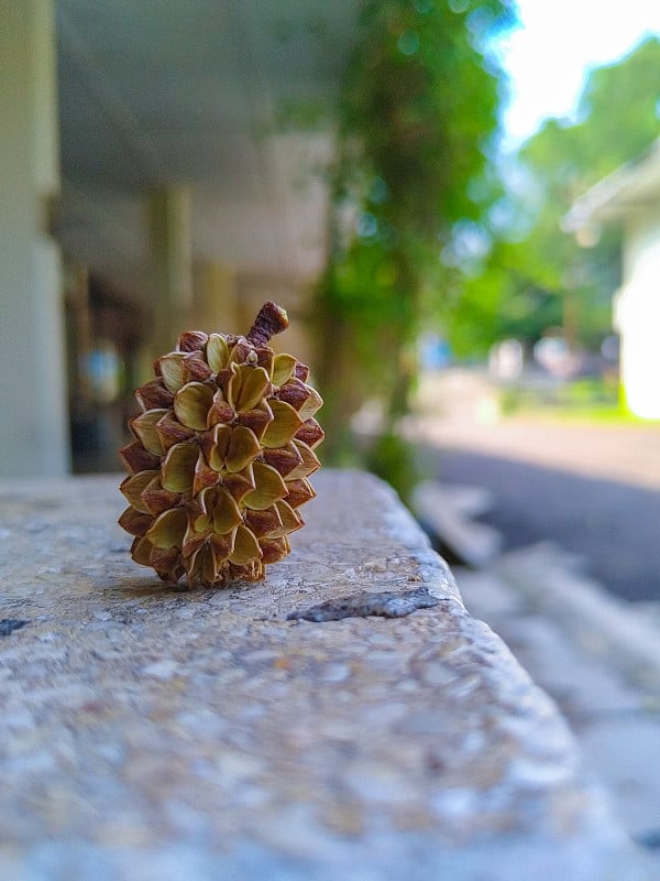 茂物校区内发现的针叶球果