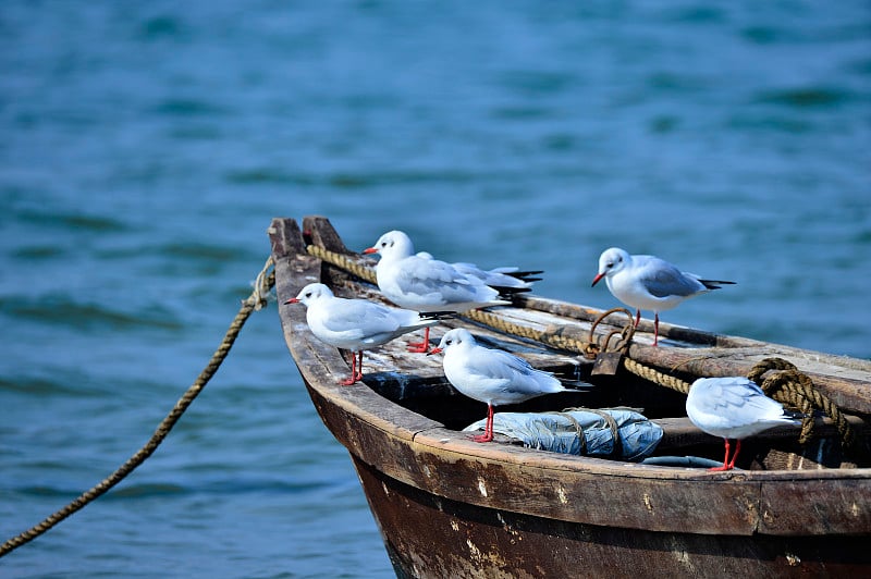 大海鸟