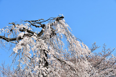 长泽川市fusehime樱桃树
