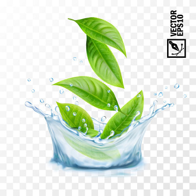 真实透明孤立的矢量溅水与树叶，可编辑手工网格