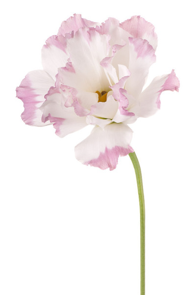 花孤立
