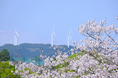 樱桃树和风能