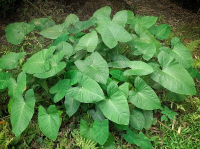 绿色的芋或芋头植物