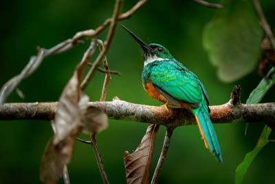 红尾jacamar - Galbula ruficauda一种接近雀形目的鸟类，繁殖在热带新世界的墨