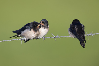 年幼的家燕(Hirundo rustica)栖息在带刺的铁丝网上等待喂食。