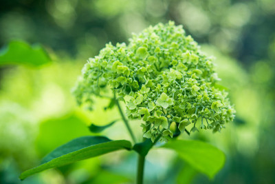 花园里有绣球花
