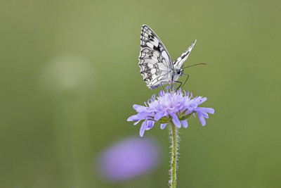 棋盘蝴蝶(Melanargia galathea)坐在球花上，奥地利