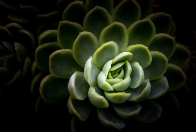 Sempervivum花