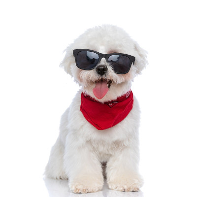 比雄犬对着镜头伸出舌头