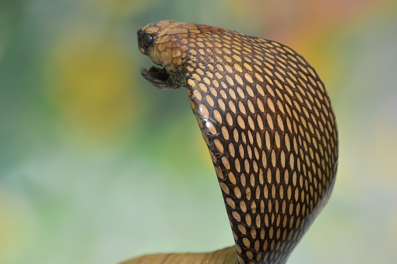 Cobra